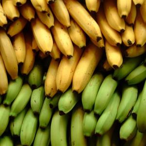 GM BANANAS TO TREAT VITAMIN A DEFICIENCY IN AFRICA?