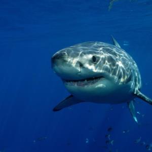 POLL OF THE DAY (324) : HUMANS OR SHARKS - WHO NEEDS PROTECTING?