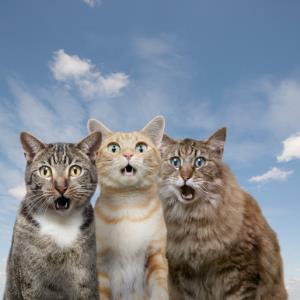 POLL of the DAY (327) : ONE CAT POLICY FOR CITY DWELLERS?
