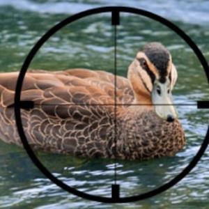 POLL of the DAY (124): DUCKING ANIMAL ETHICS?