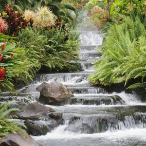 Water Plant Treatment